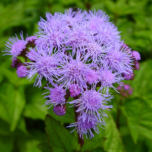 Blue Mistflower, Wild Ageratum, Hardy Ageratum, Blue Boneset, Conoclinium coelestinum, Eupatorium coelestinum